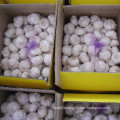 New Fresh Garlic with Bag, Carton Packing